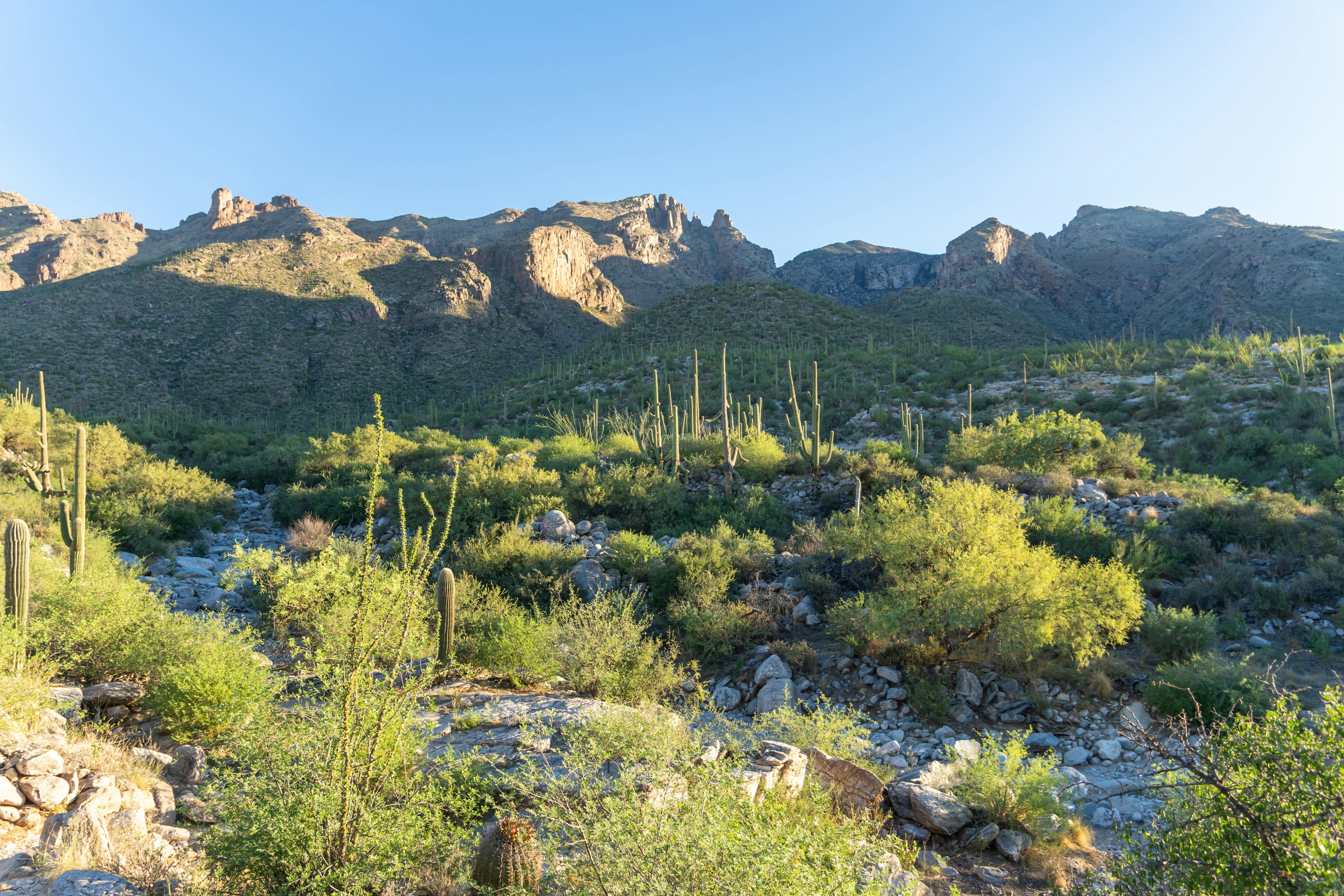 A view of a mountain range with cactus and cacti
