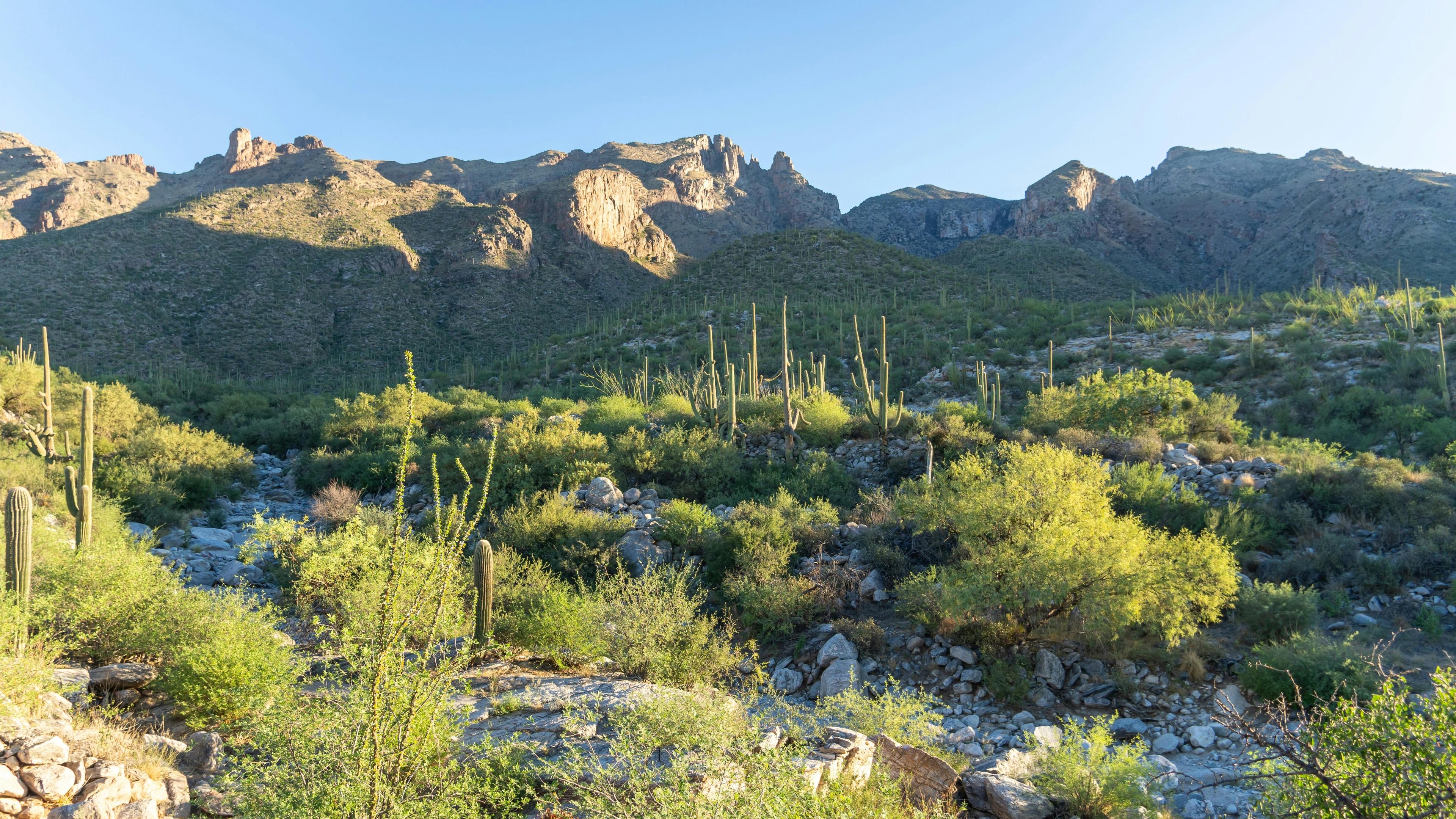 A view of a mountain range with cactus and cacti