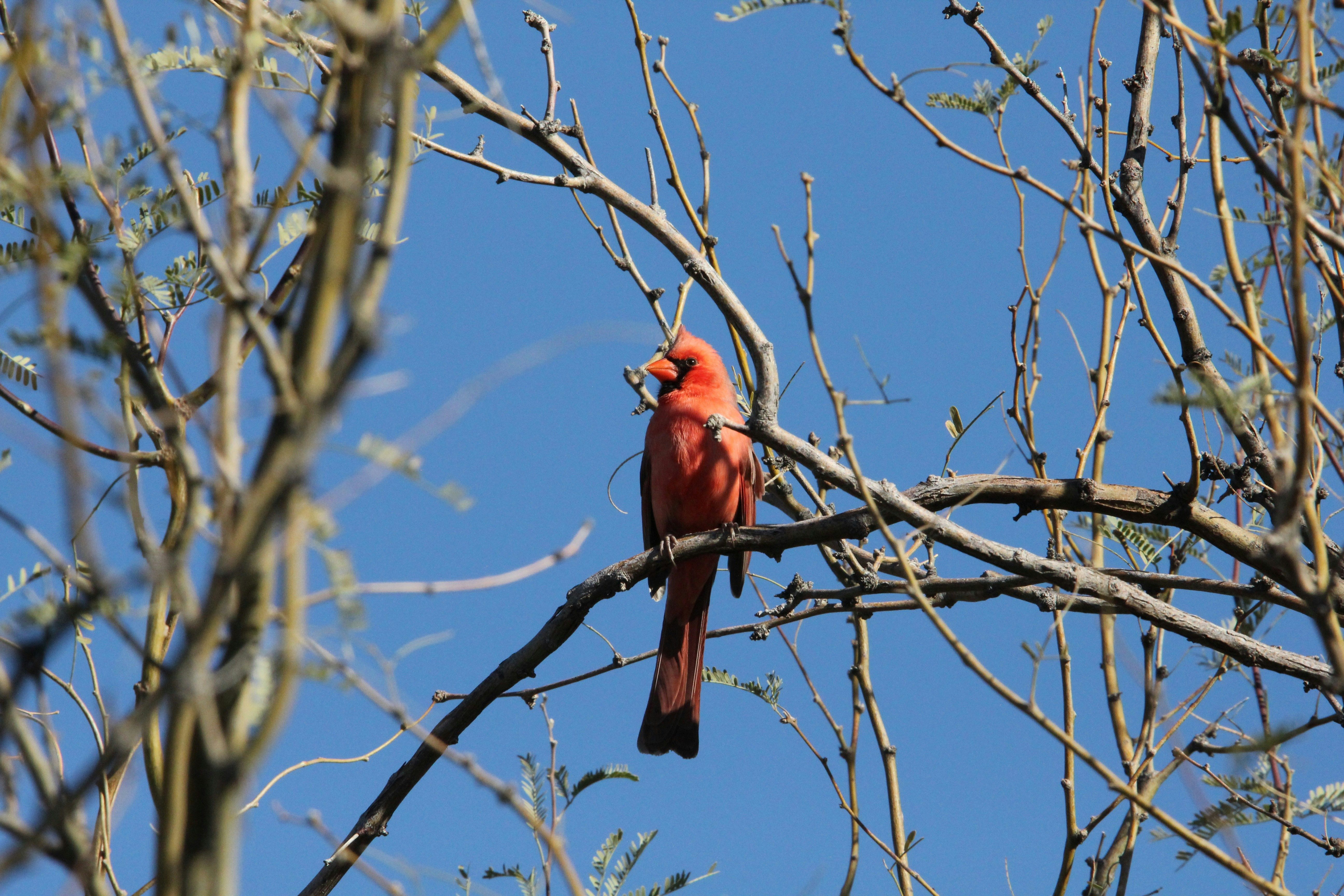 Arizona Cardinals break minicamp early