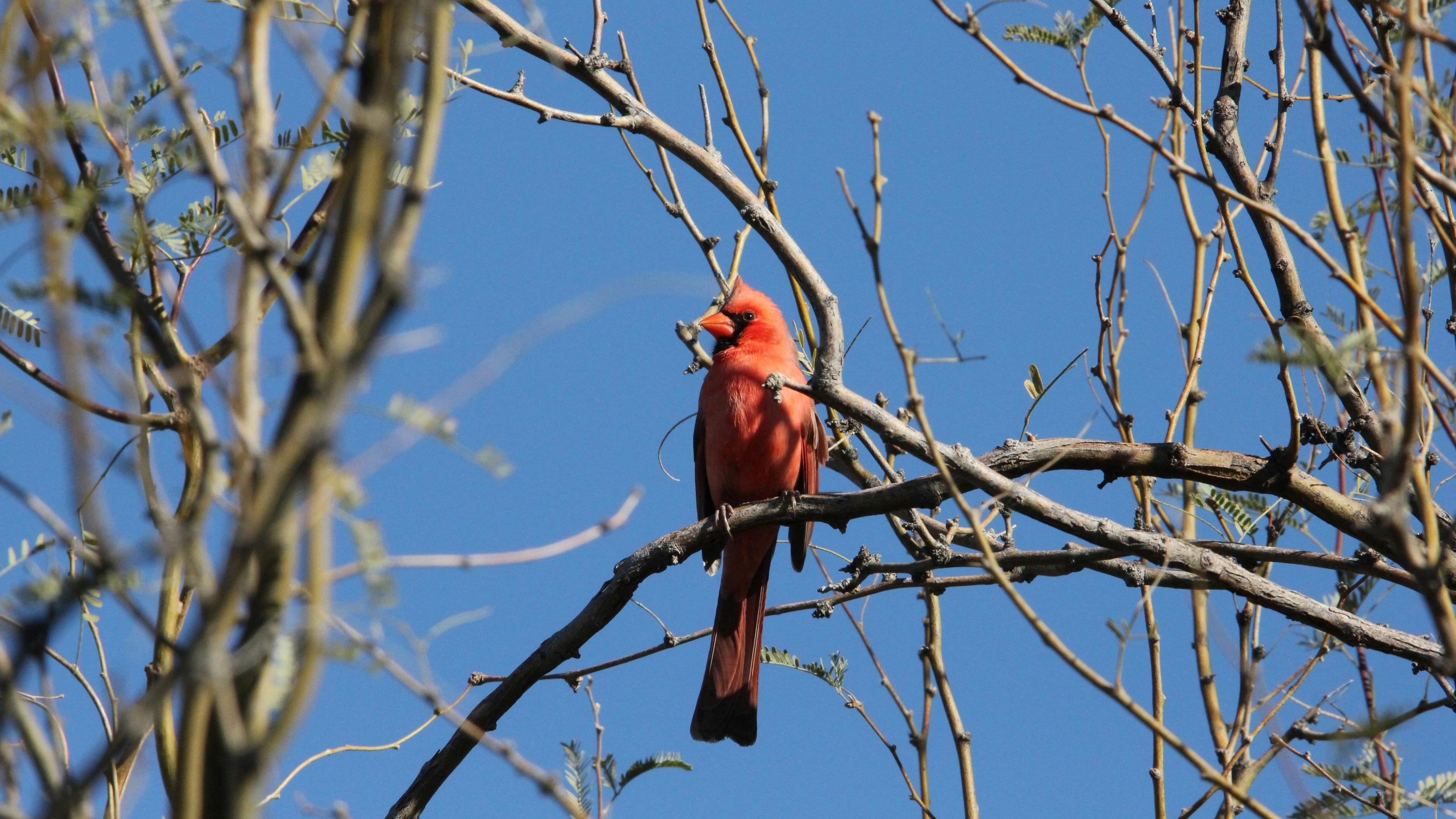 Arizona Cardinals break minicamp early
