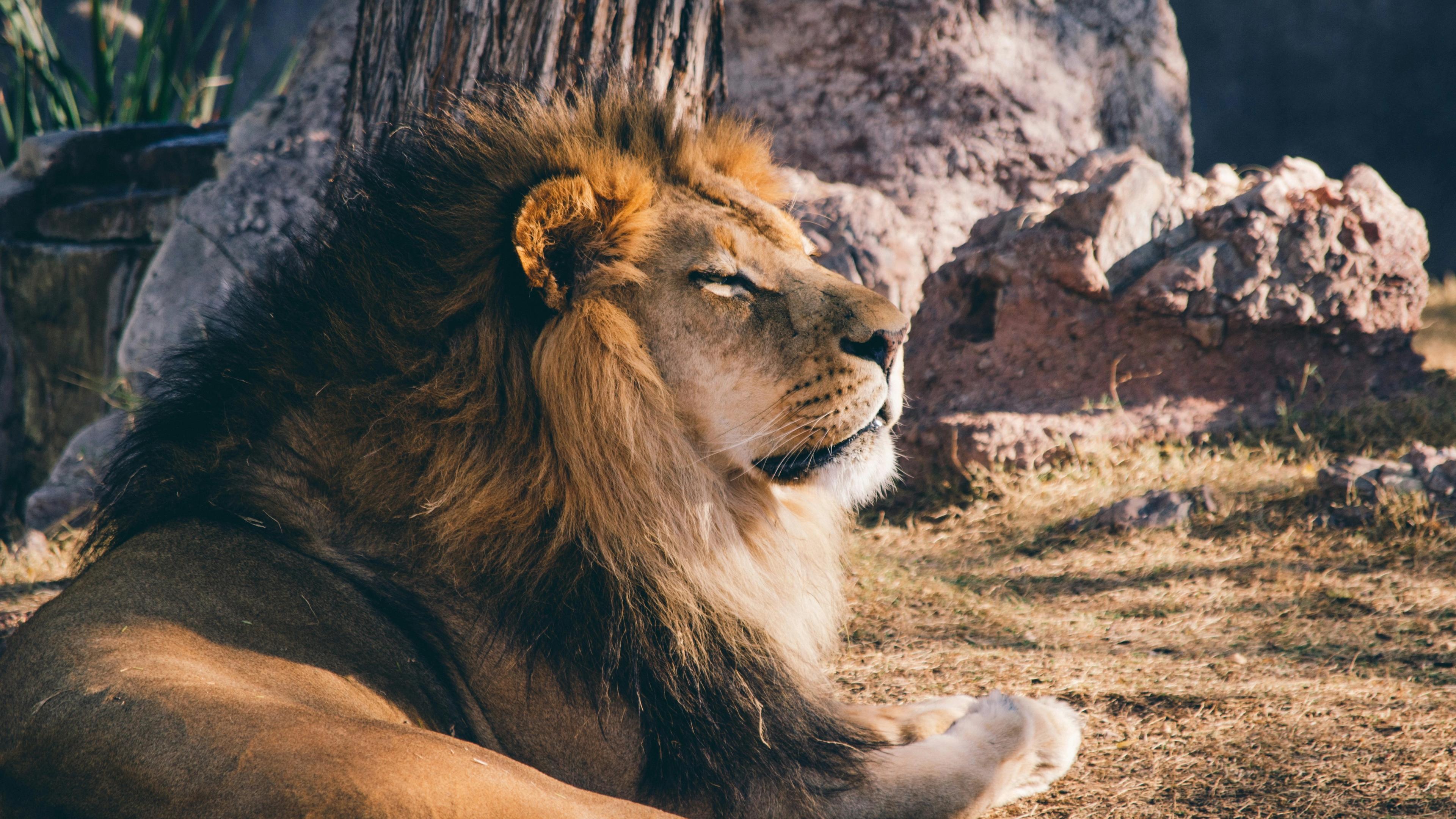 Photography of lion lying on grass bear rock during daytime