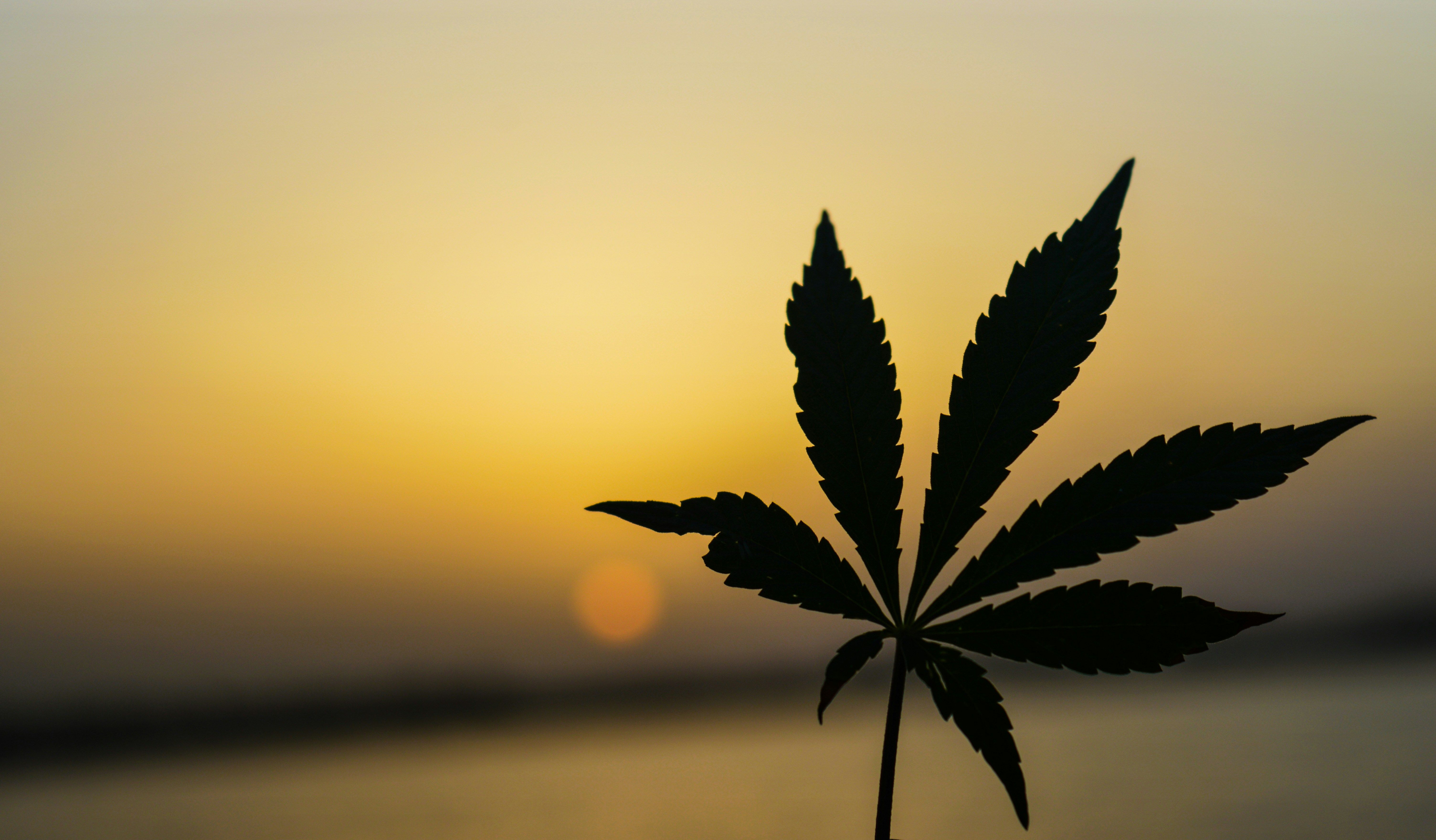 Green cannabis plant close-up photography