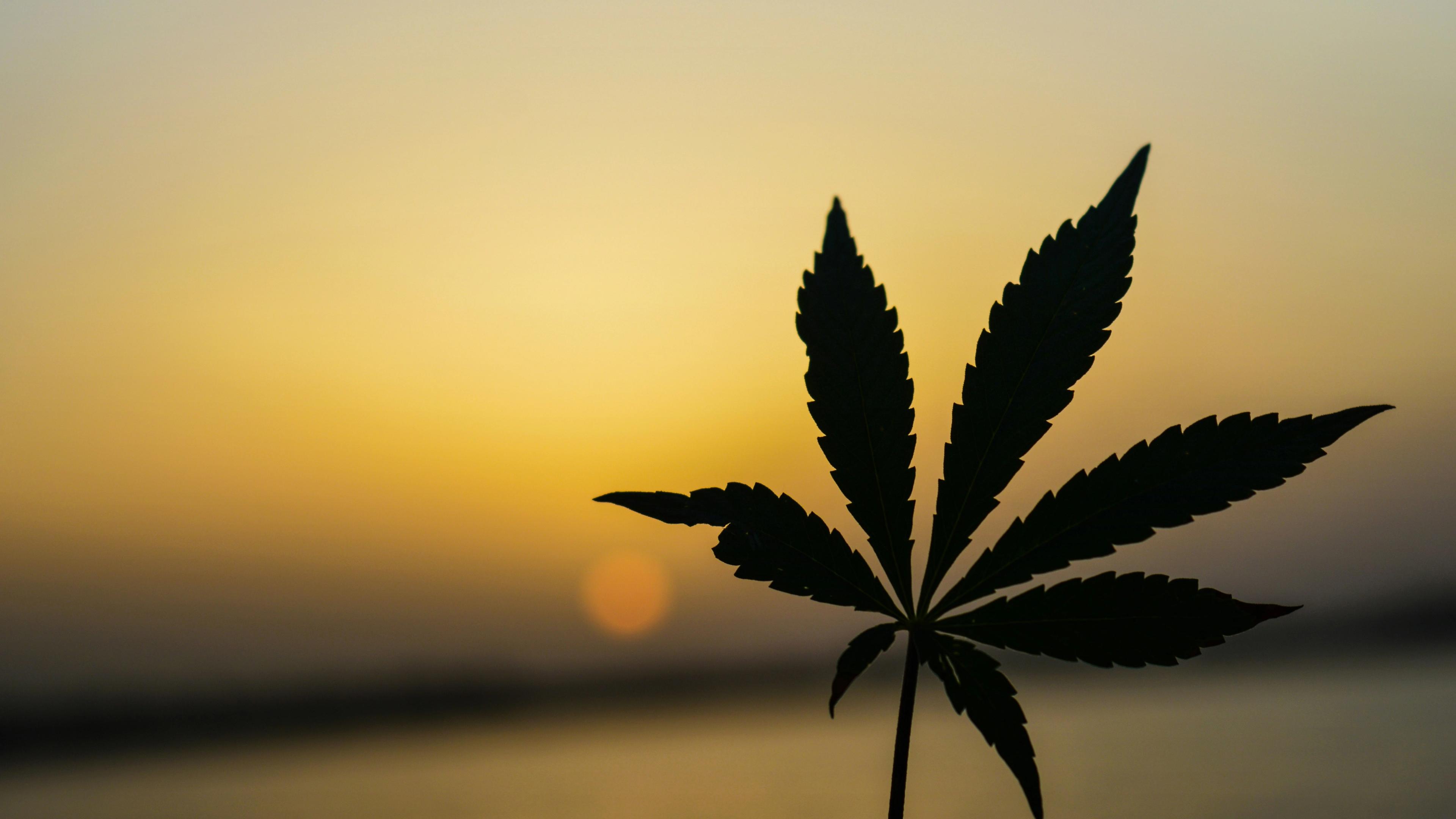Green cannabis plant close-up photography