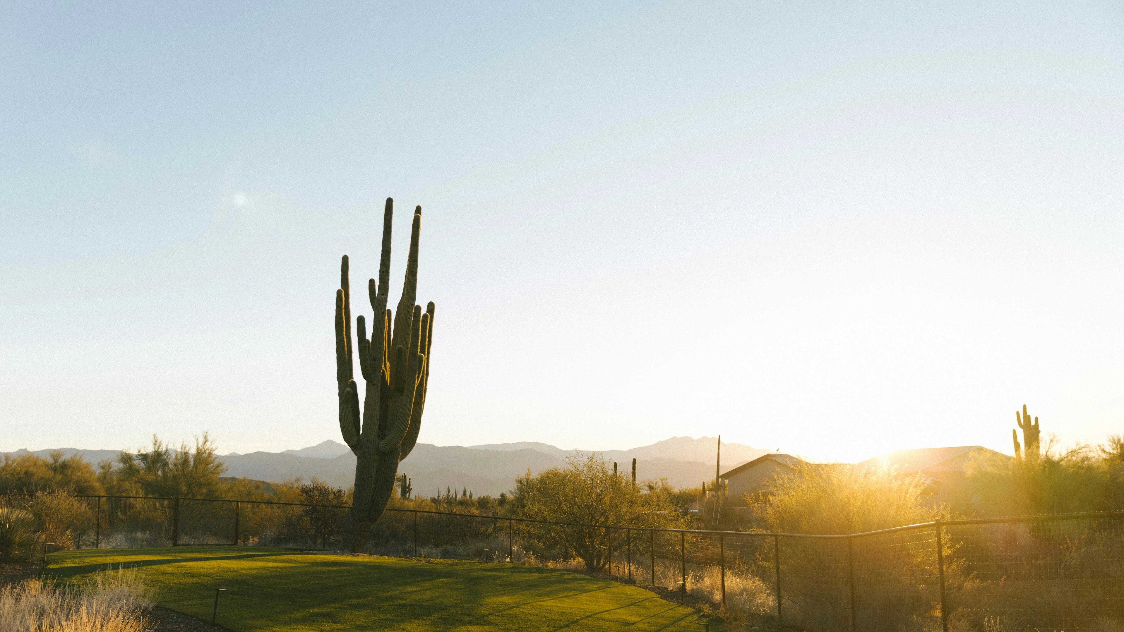 A large cactus in the middle of a field
