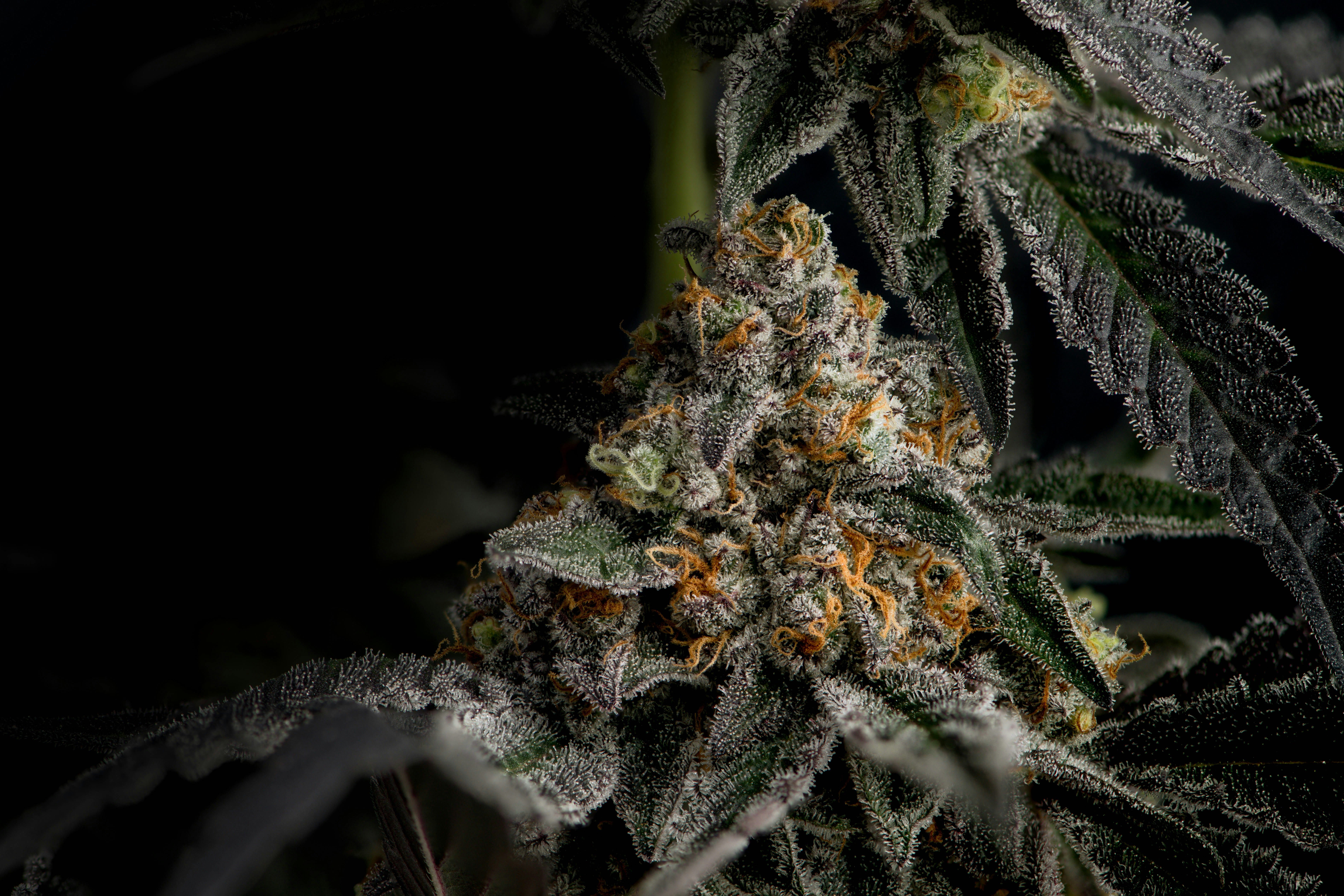 420 in Tucson: Prime Leaf's Got the Goods and a Killer Local Collab
