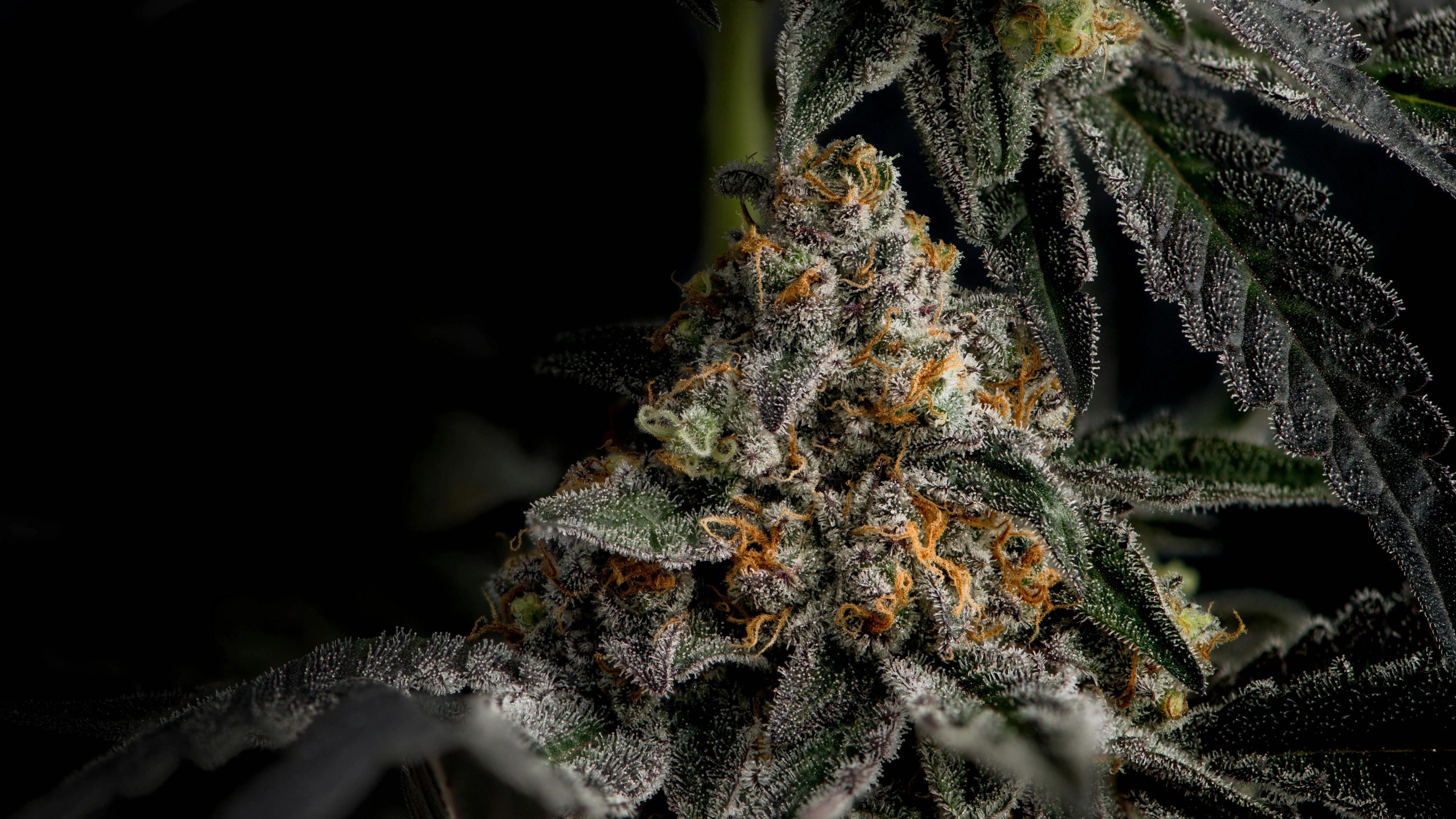 A close up of a plant with frost on it