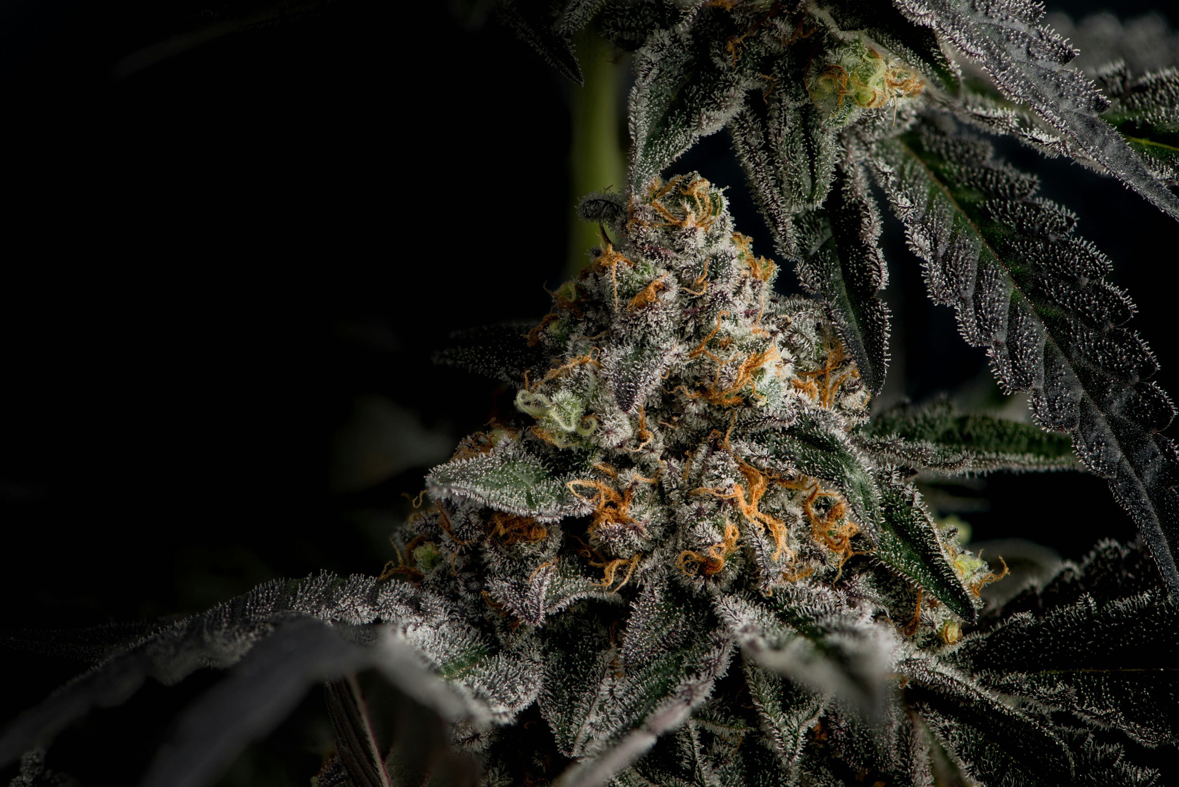 420 in Tucson: Prime Leaf's Got the Goods and a Killer Local Collab