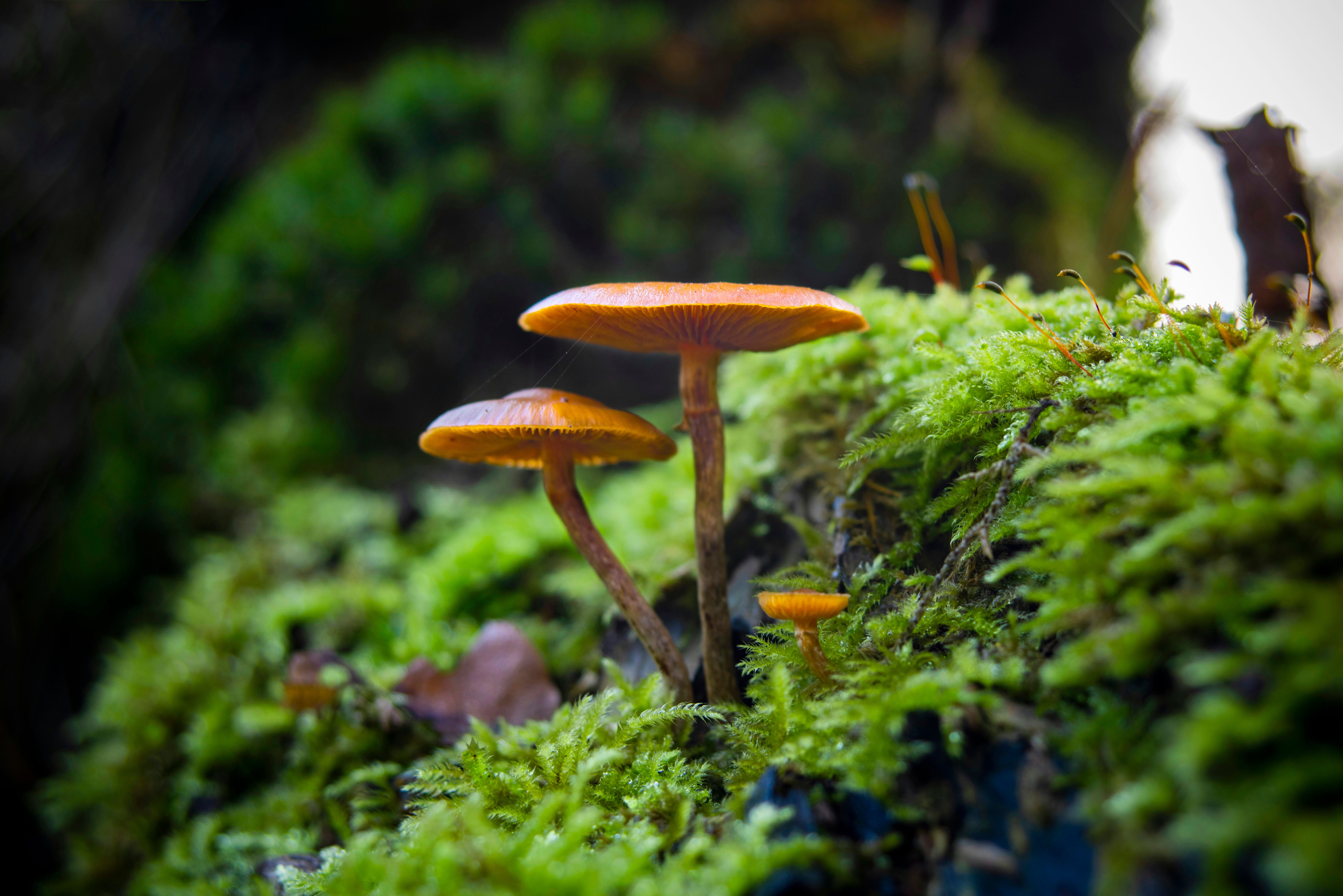 Brown mushroom on green grass during daytime