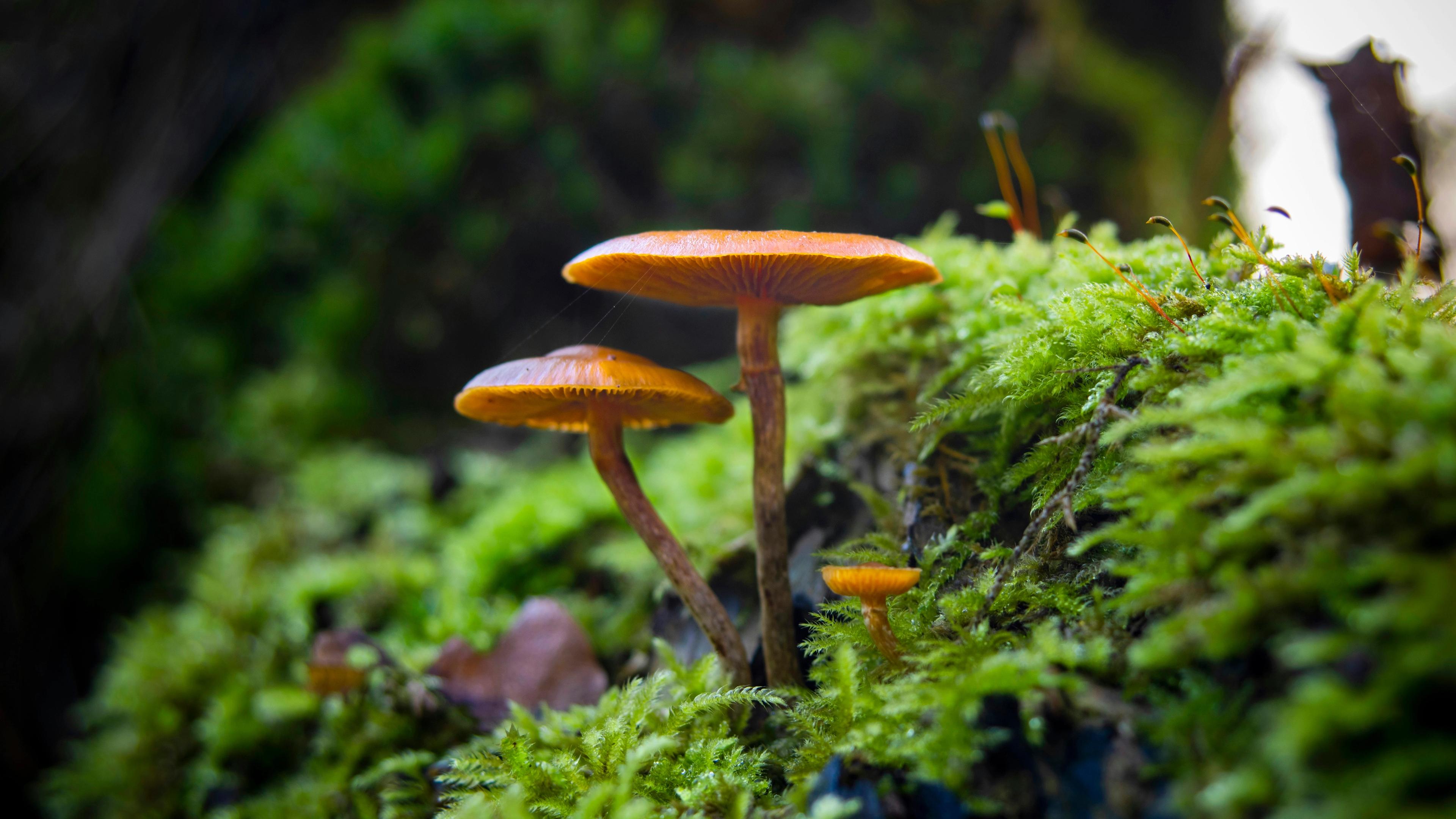 Brown mushroom on green grass during daytime
