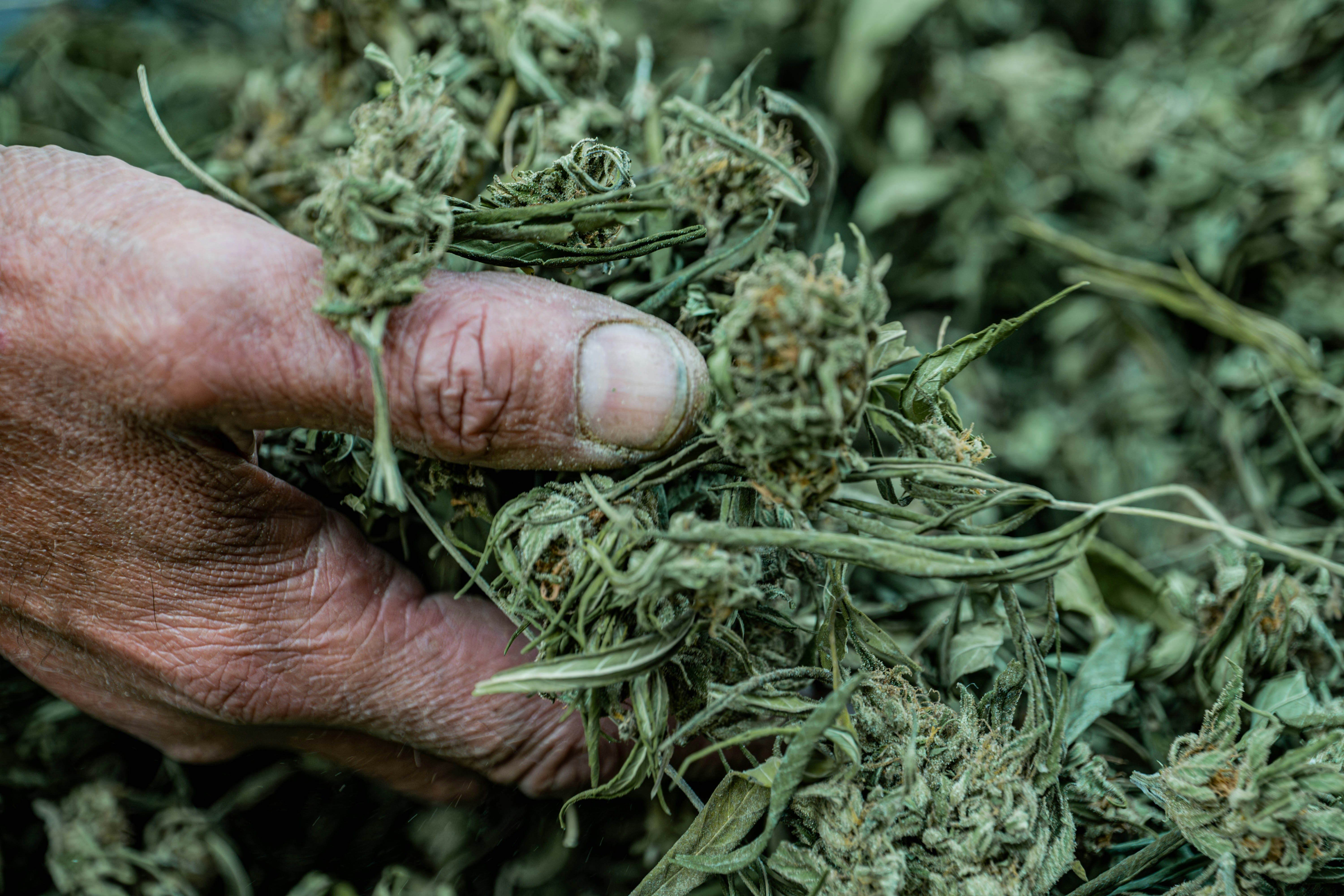 Scottsdale lab weed recalled after fungus test issue