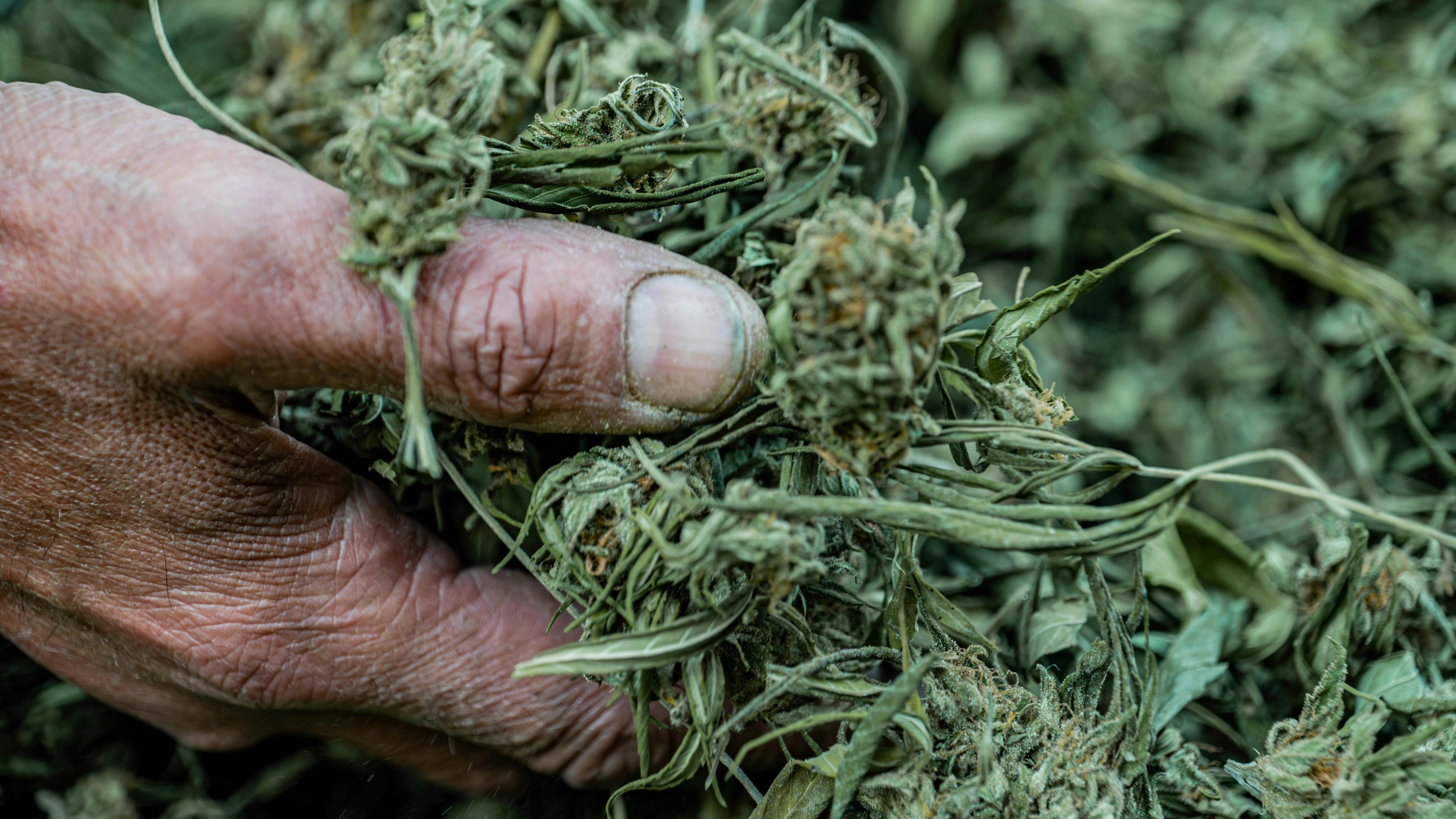 Hand holding dried cannabis buds and leaves