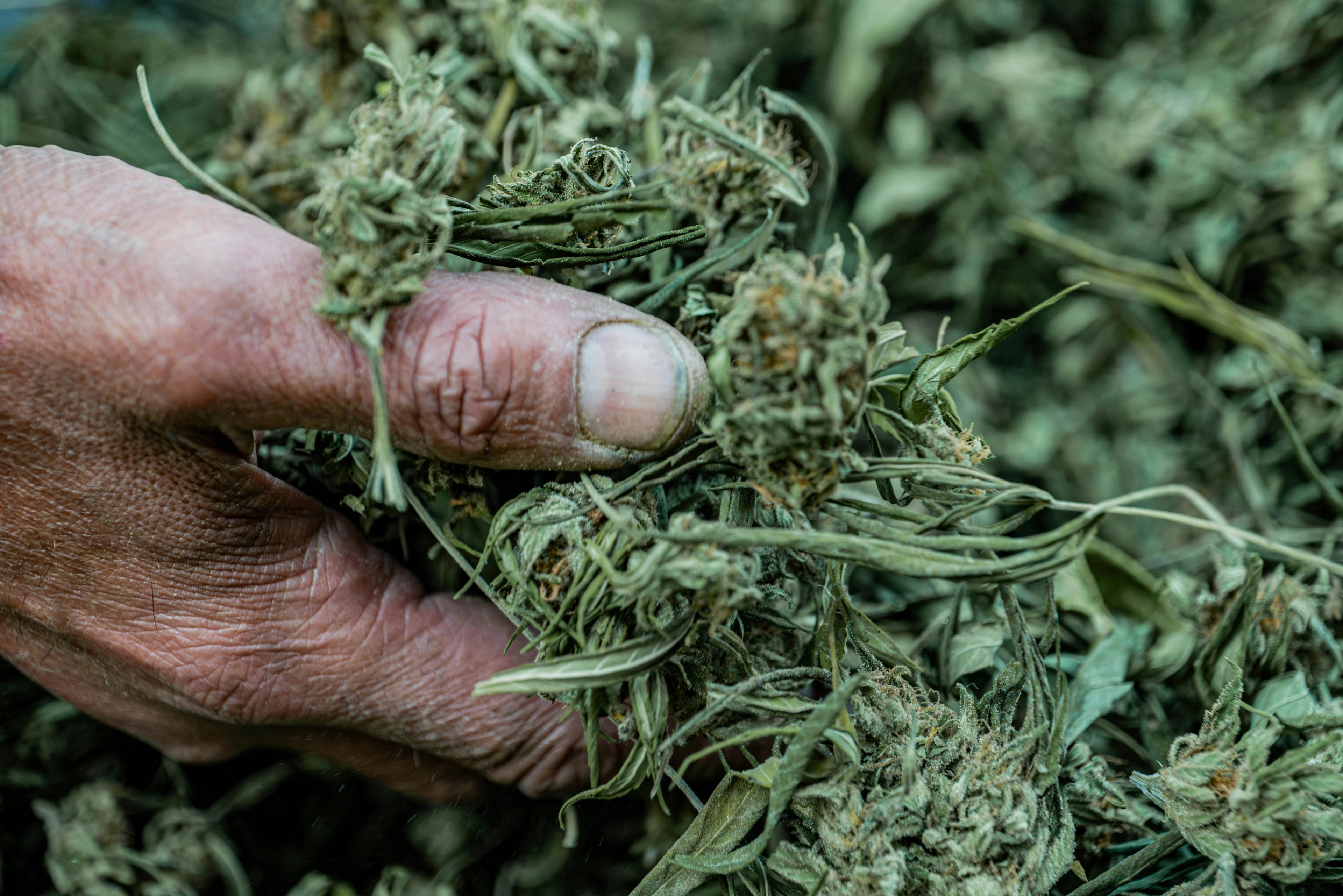 Scottsdale lab weed recalled after fungus test issue