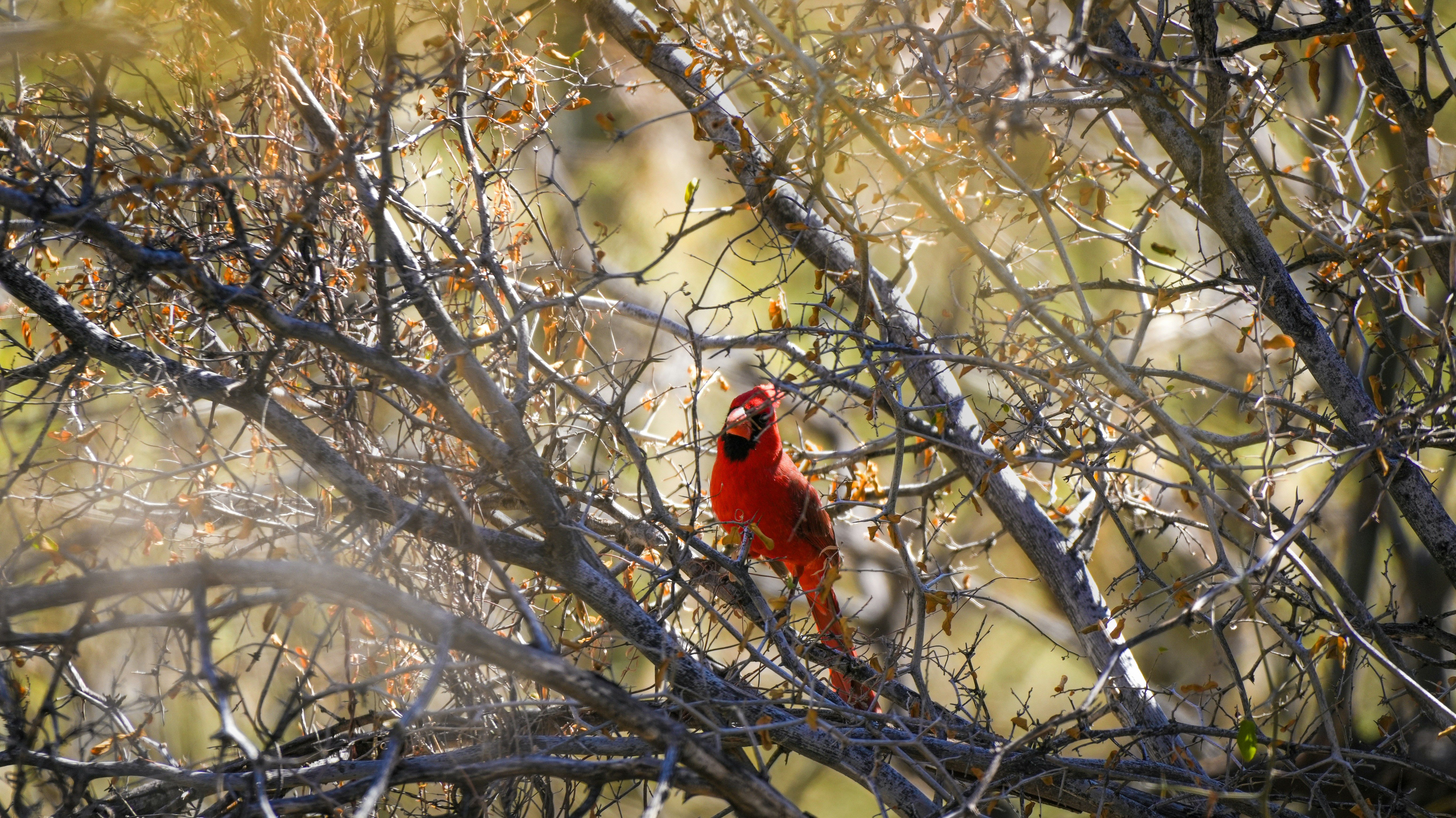 A cardinal sits perched amidst the branches.