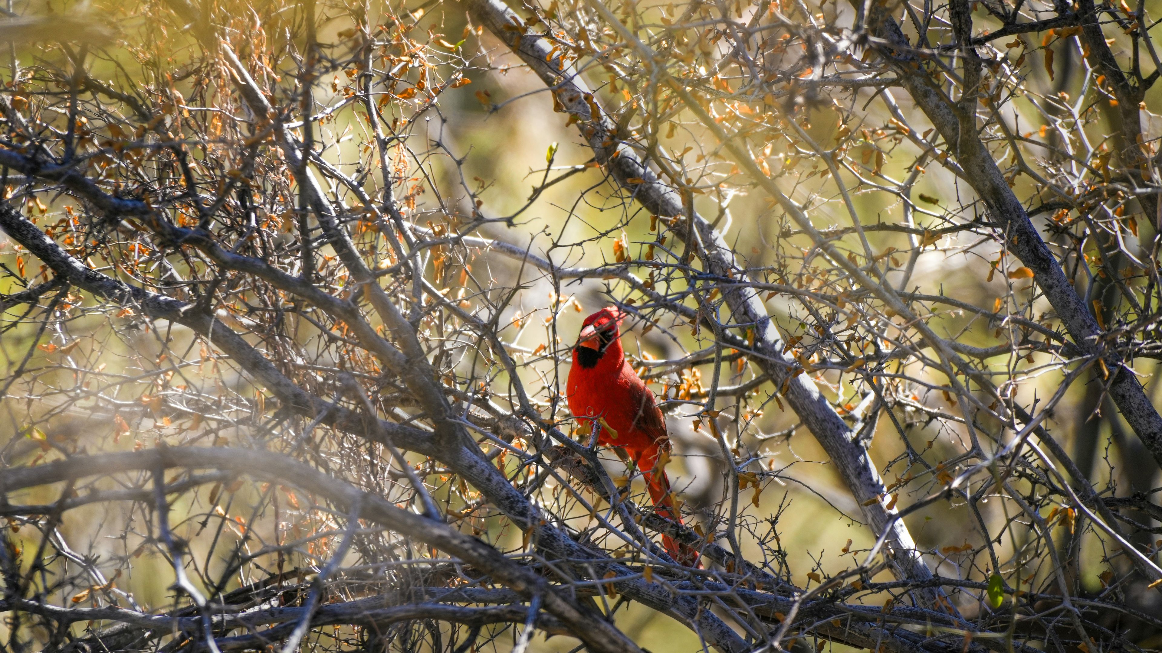 A cardinal sits perched amidst the branches.