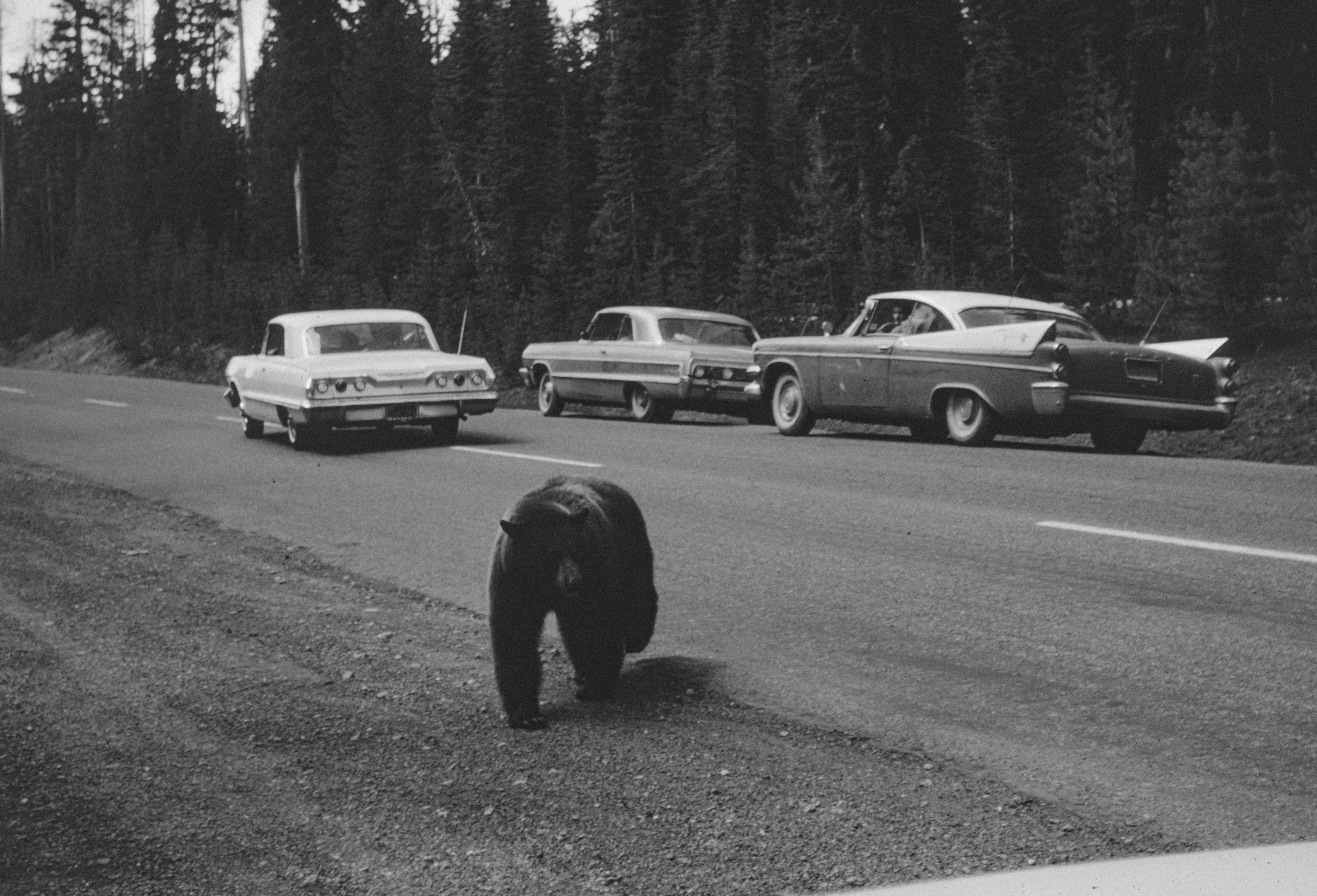 A black and white photo of a bear on the side of the road