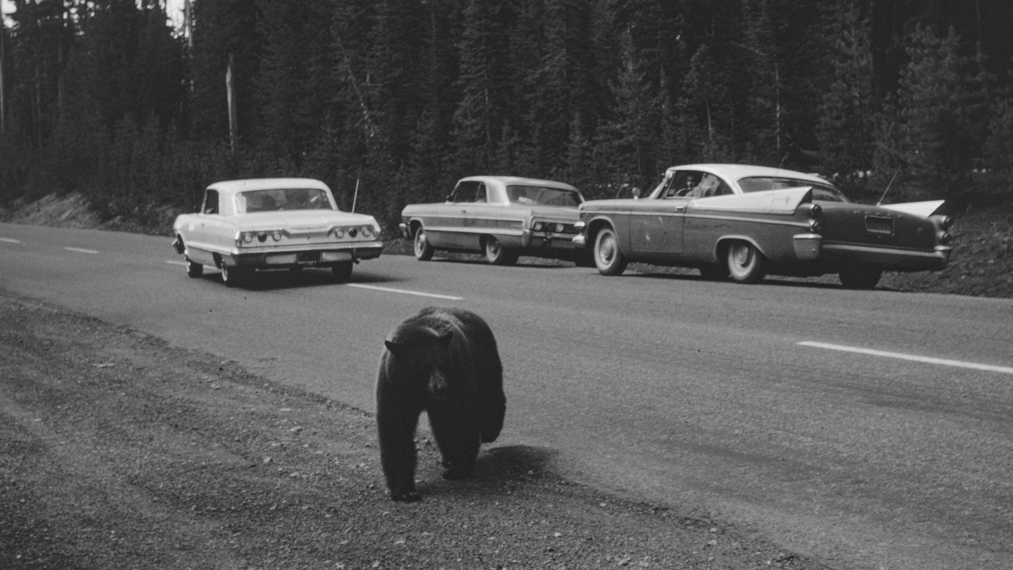 A black and white photo of a bear on the side of the road
