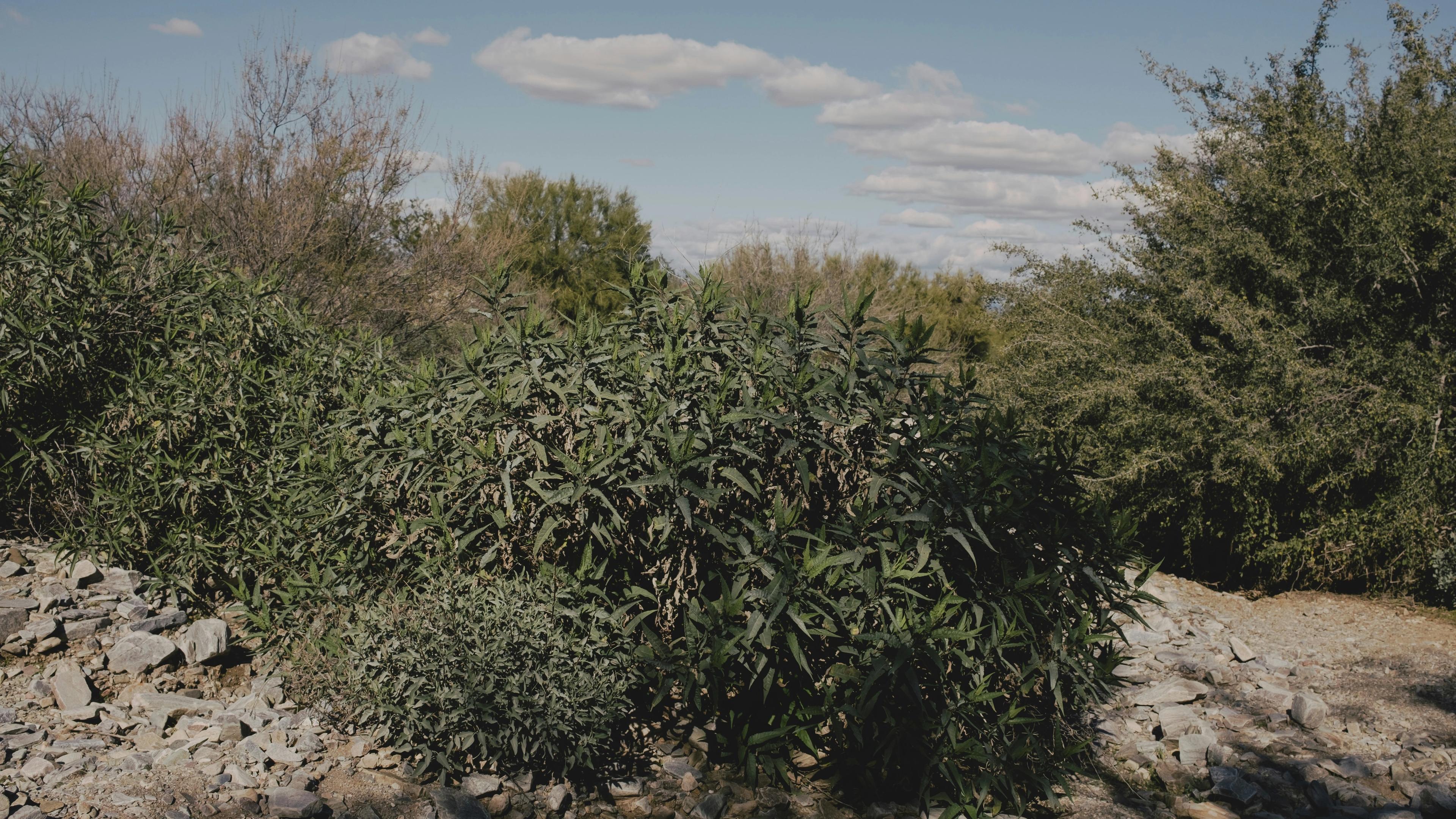 A bush with lots of green leaves in a rocky area