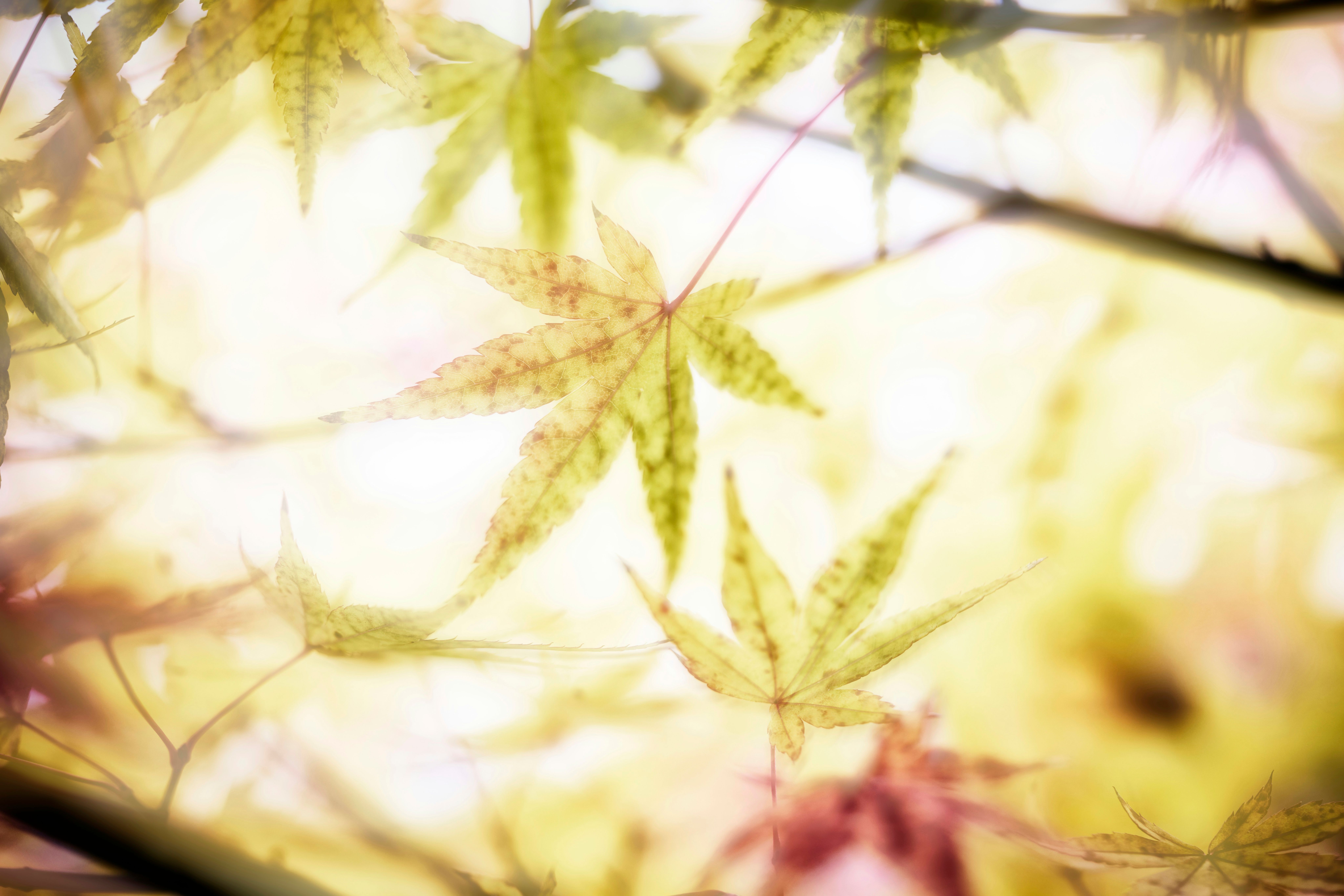 A blurry photo of a tree with leaves
