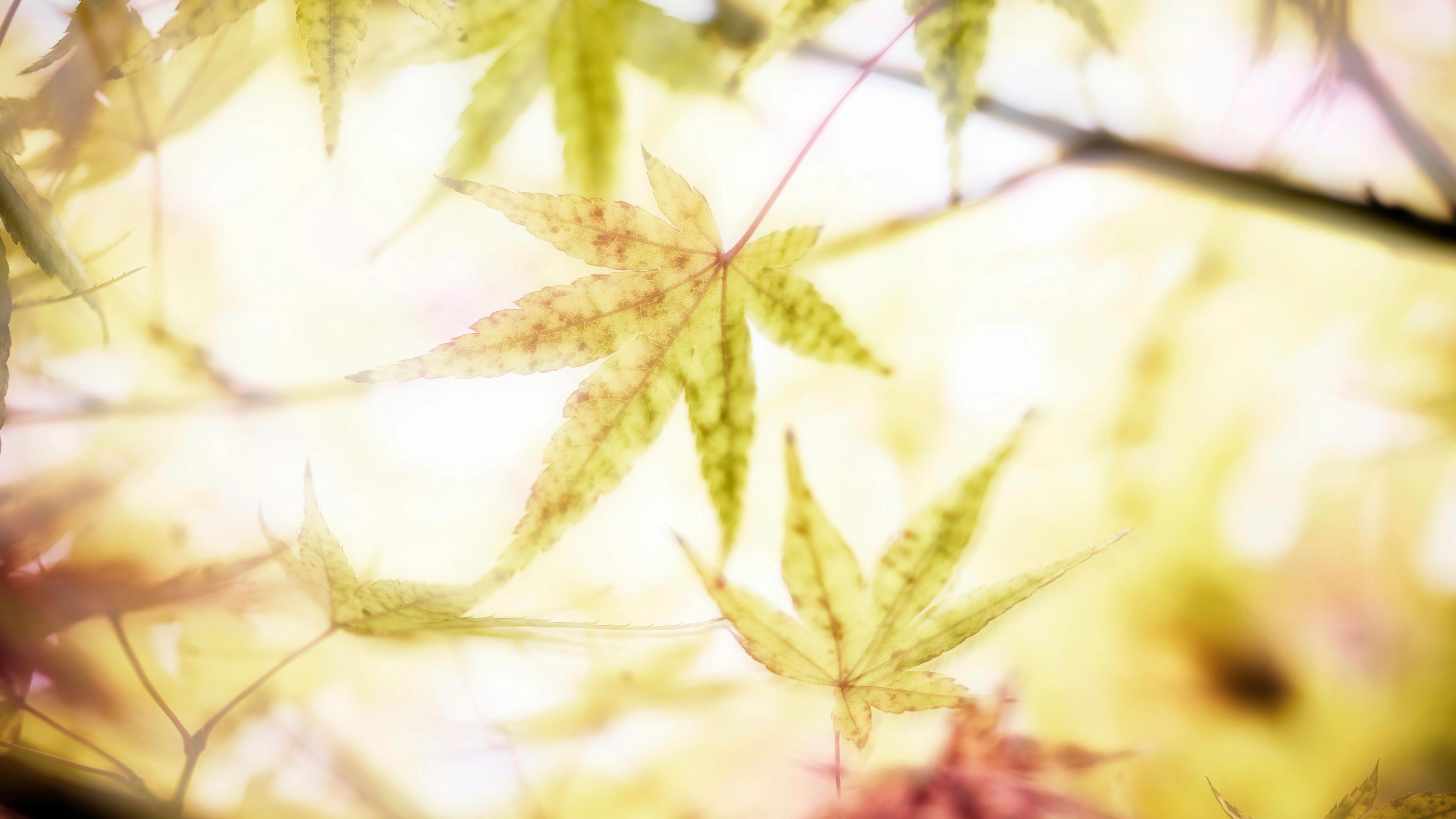 A blurry photo of a tree with leaves