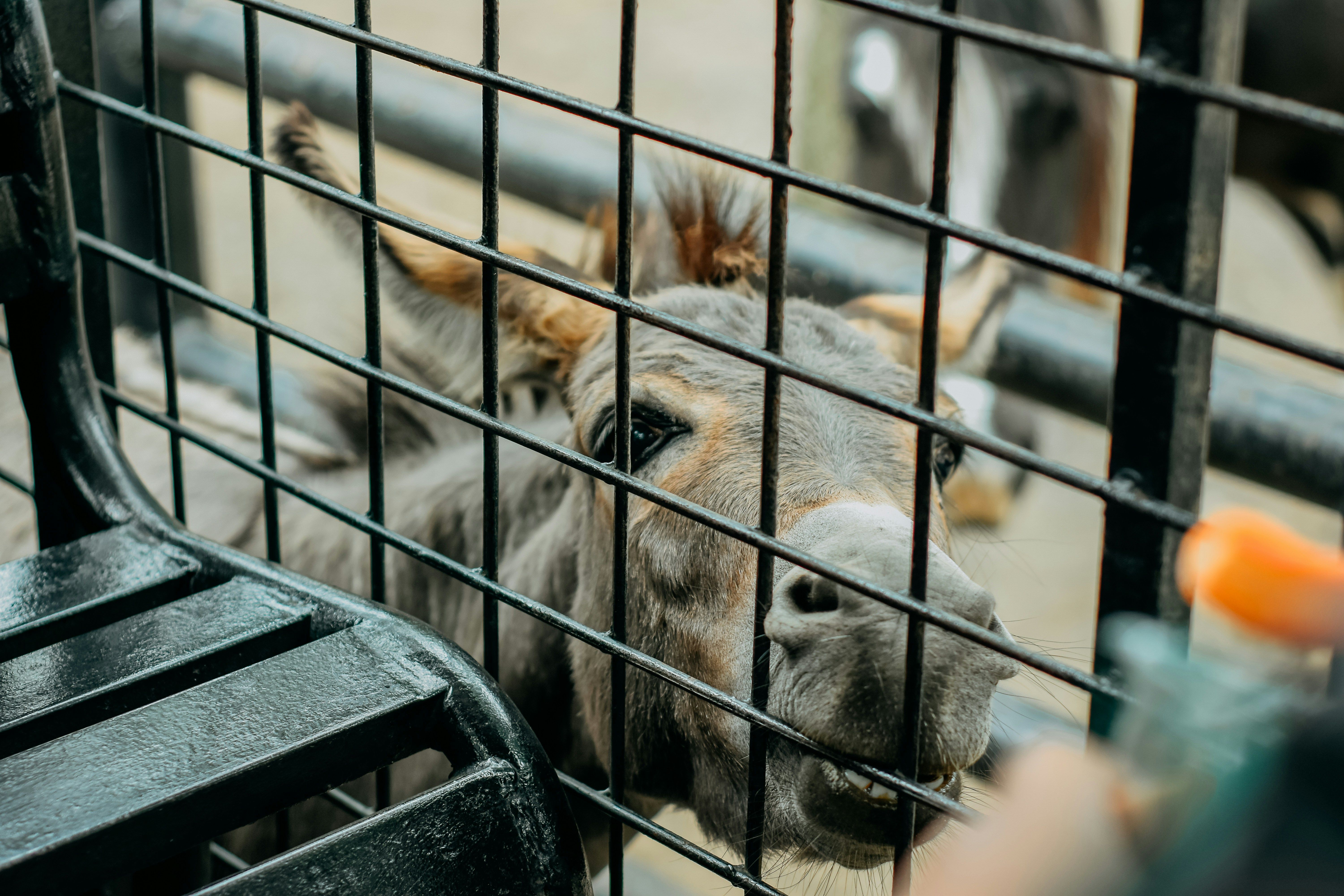 A close up of a cow behind a fence