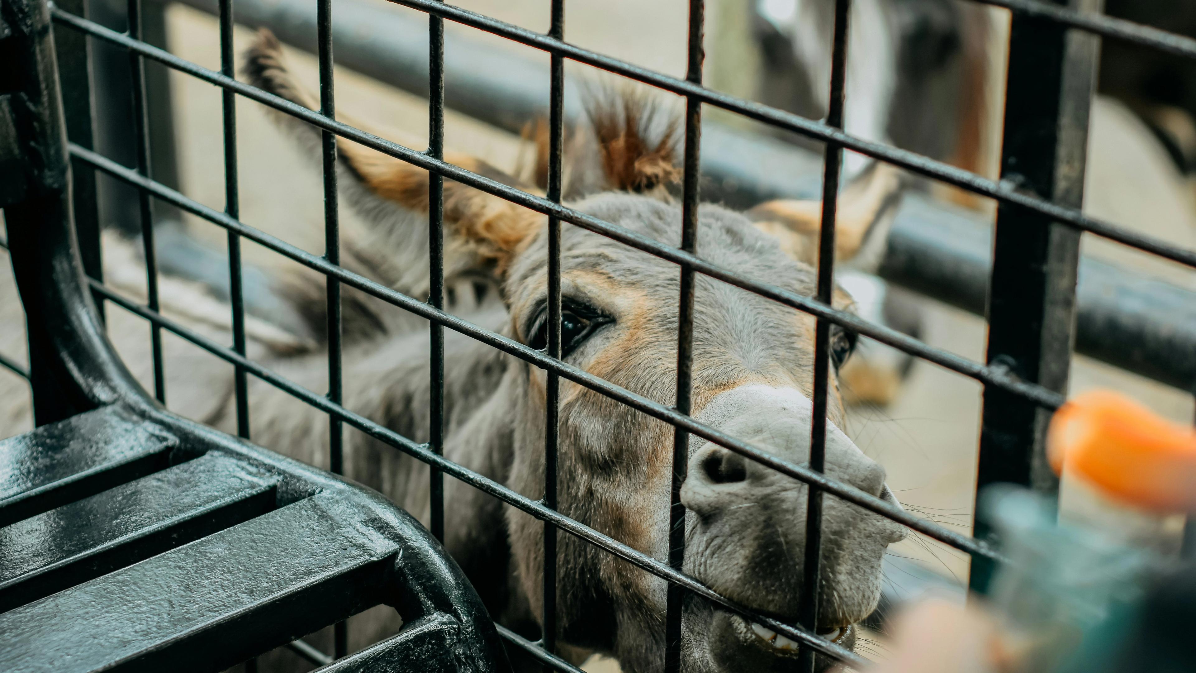 A close up of a cow behind a fence