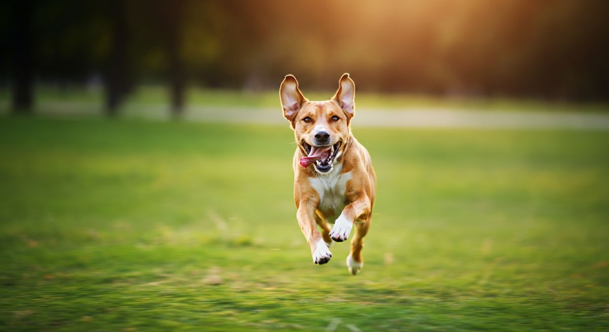 Why Your Dog Needs Daily Exercise (And What Happens When They Don't Get It)