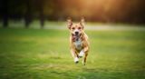 Why Your Dog Needs Daily Exercise (And What Happens When They Don't Get It)