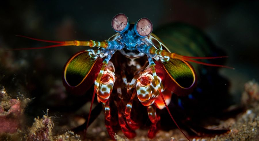 Close-up of a mantis shrimp displaying its powerful raptorial appendages (dactyl clubs) held forward — the same spring-loaded striking weapons capable of delivering a blow with the force of a bullet