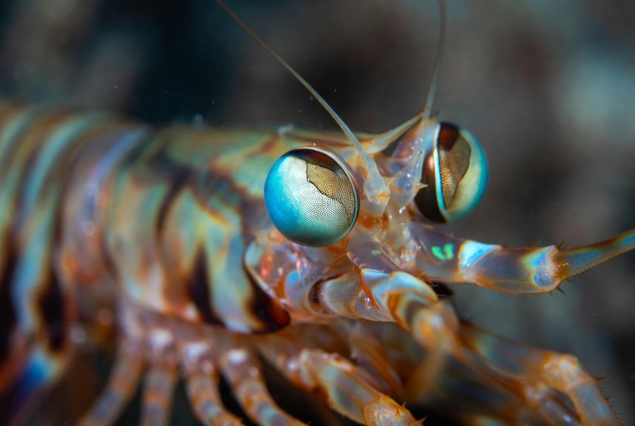 Close-up of a mantis shrimp’s complex compound eyes on movable stalks, revealing the intricate structure that allows it to see 16 colors plus polarized and ultraviolet light.