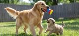 The Best Dog Toys for Big and Small Dogs: A 2026 Guide