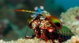 Mantis Shrimp: The Tiny Ocean Puncher With 16-Color Vision That Can Shatter Glass