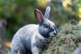Why Rabbits Need Unlimited Hay (And What Happens to Their Teeth Without It)