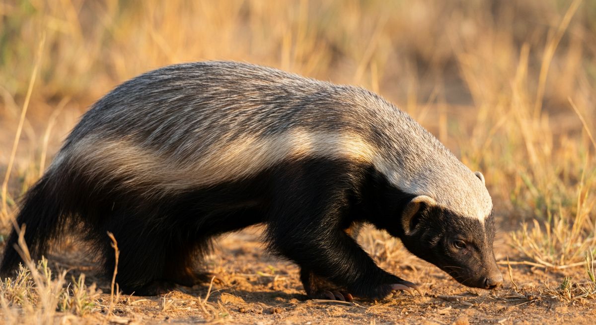 Honey Badgers: The Toughest Little Troublemakers on the Planet
