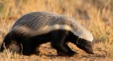 Honey Badgers: The Toughest Little Troublemakers on the Planet