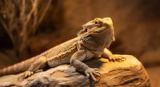 The Complete Bearded Dragon Care Guide for Beginners (2026)