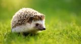 Hedgehogs Are Lactose Intolerant (Despite What Cartoons Show)