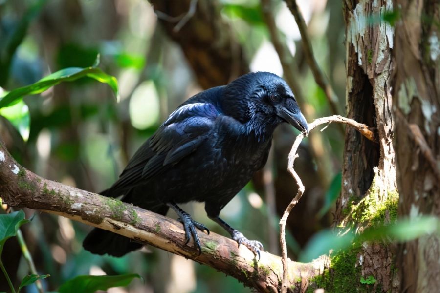 Crow picking up a stick