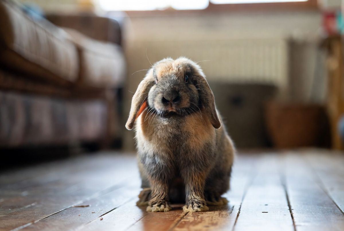 Chronicles of Otis the Bunny: The Day He Decided the Garden Belonged to Him