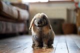 Chronicles of Otis the Bunny: The Day He Decided the Garden Belonged to Him