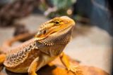 Why Bearded Dragons Need UVB Lighting (And Why Skipping It Is Deadly)