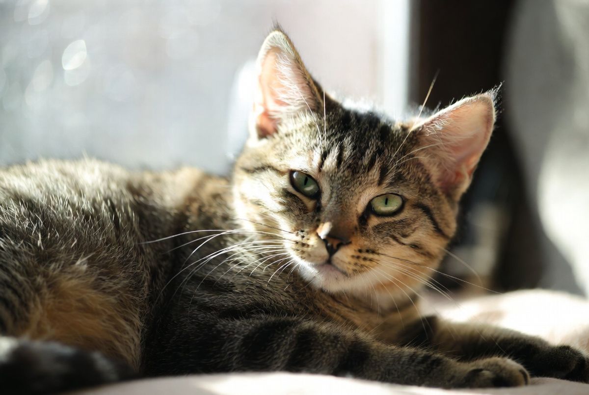 Why Cats Need Mental Enrichment (And How Boredom Can Break Them)