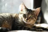 Why Cats Need Mental Enrichment (And How Boredom Can Break Them)