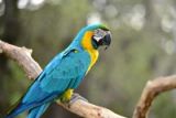 Why Parrots Need Social Interaction (And What Loneliness Does to Them)