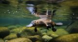 The Platypus: Nature's Most Wonderfully Bizarre Mammal