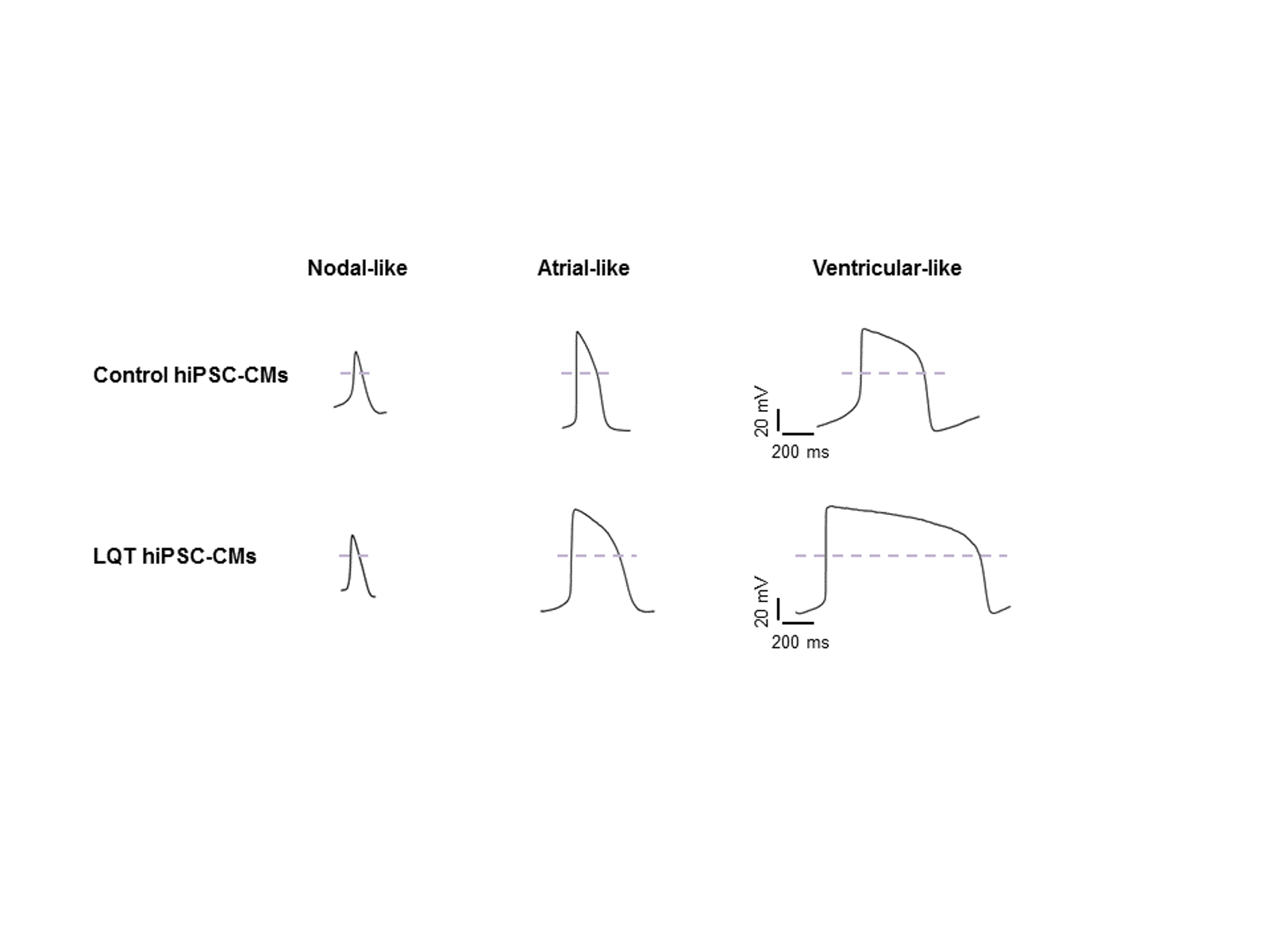 Action potential traces comparing nodal-like, atrial-like, and ventricular-like cells in control and LQT hiPSC-CMs.