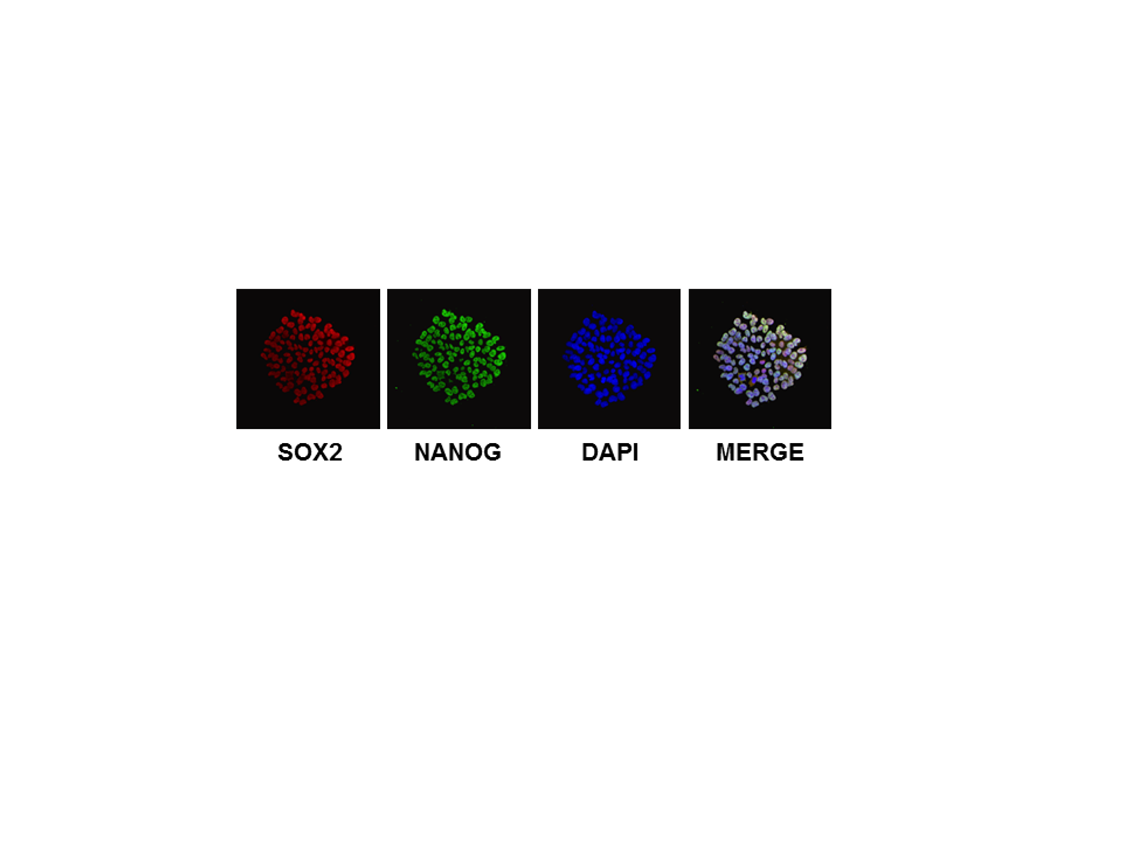 Four fluorescence microscopy panels labeled SOX2, NANOG, DAPI, and MERGE.