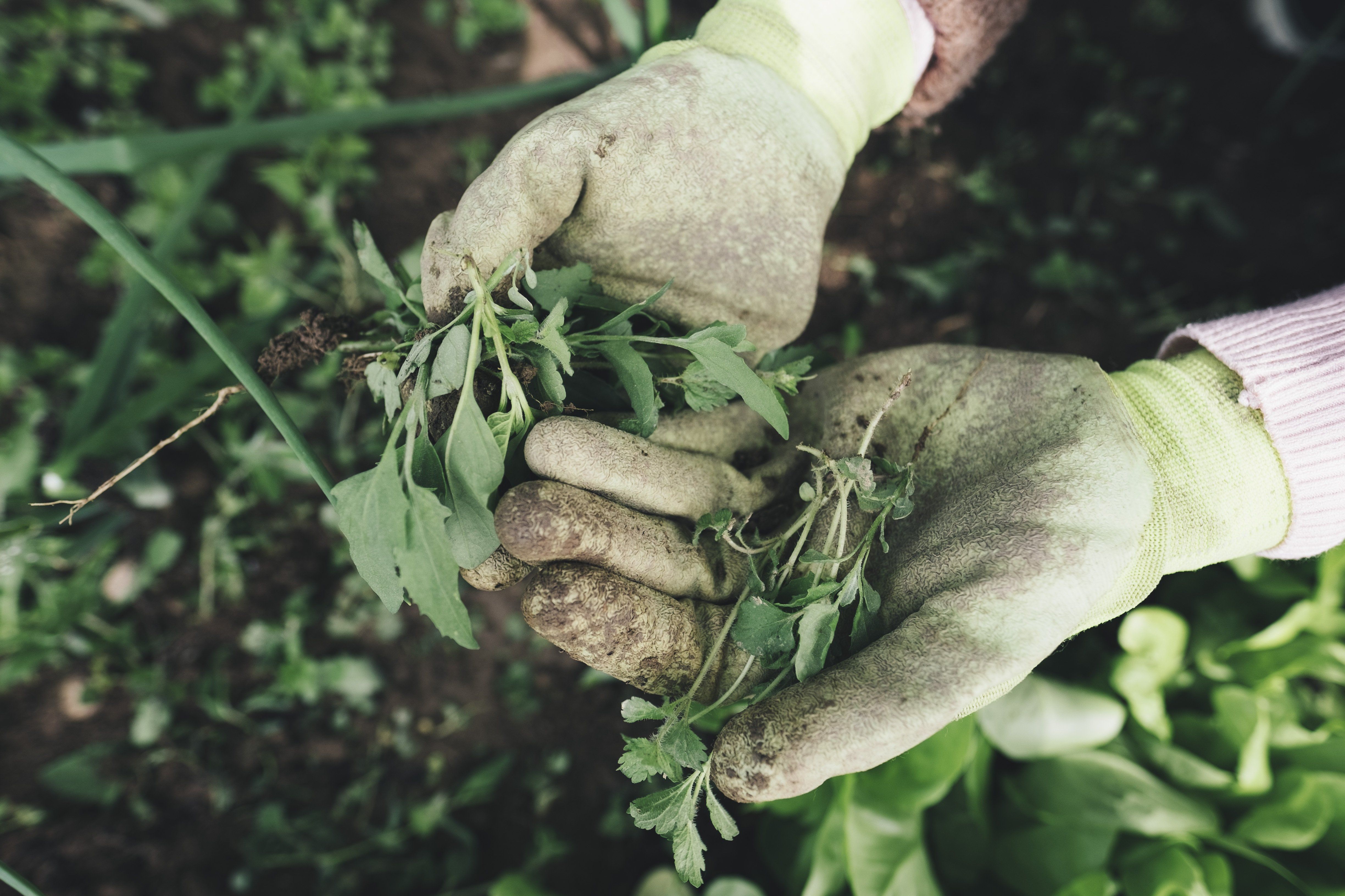 Is AgriSA Setting Up to Betray South Africa’s Farmers – Again?