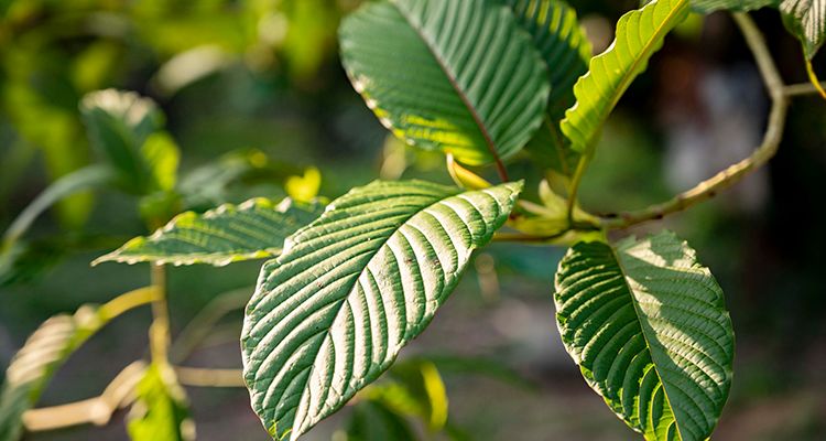 Ancient plants, Real effects