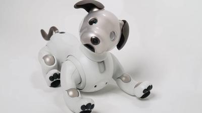 A plastic robot dog with a white body and brown tail and ears looks at the camera while sitting on a while surface.