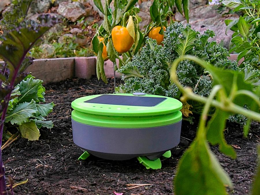 A round, short robot in a garden with peppers and lettuce. The robot is green, with a solar panel on top.